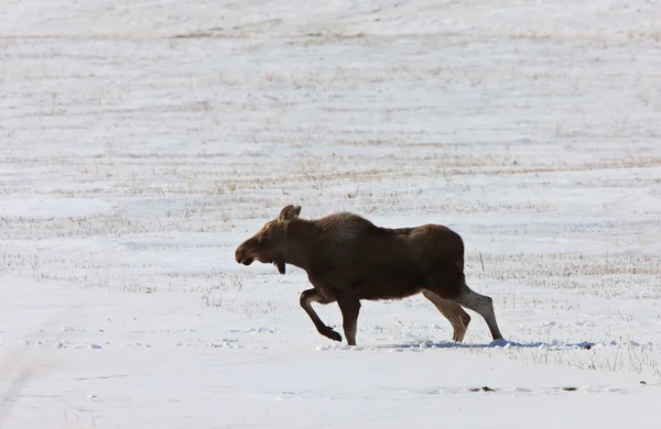 Moose in de winter — Stockfoto