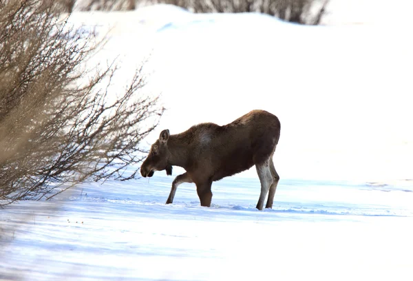 Moose Kış Saskatchewan Içinde — Stok fotoğraf