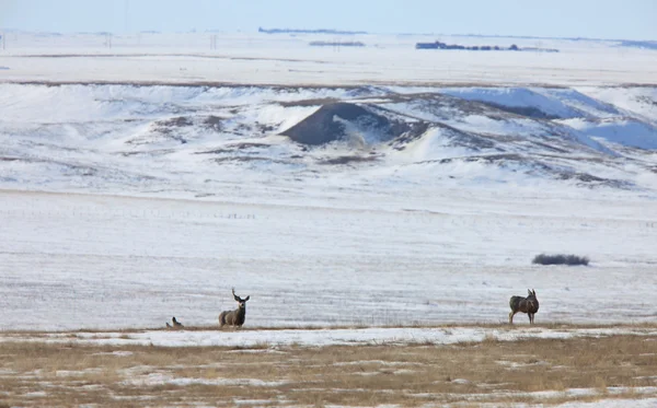 Mule Deer Buck Vinter Kanada — Stockfoto