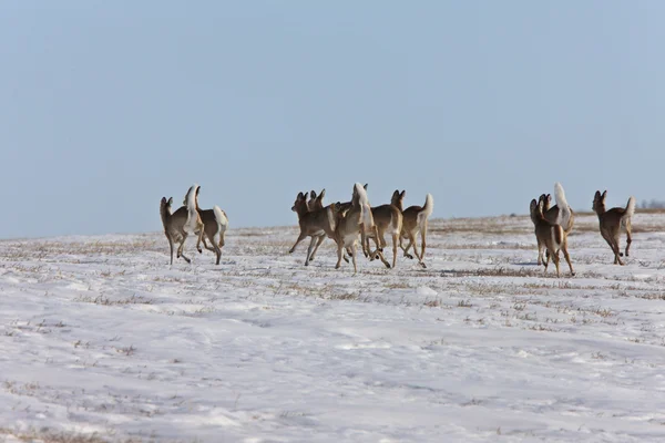 Herten Winter Canada — Stockfoto