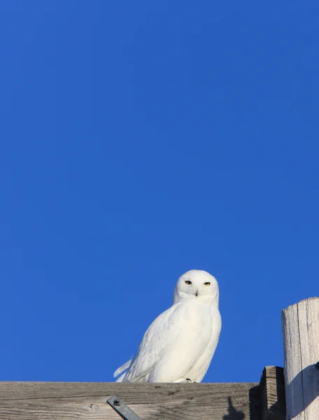 Snowy Owl Male on Pole Winter Canada — Stock Photo, Image