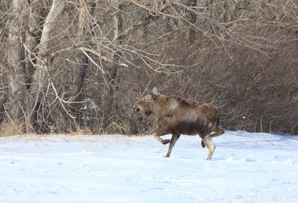 Moose on the run in Winter