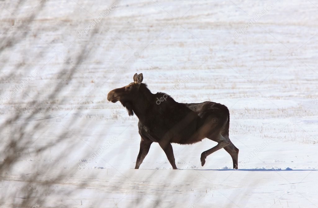 Moose in Winter Saskatchewan