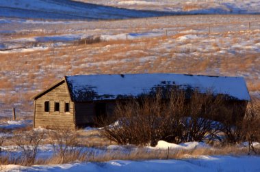 Tarım saskatchewan