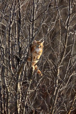 bir ağaç kış Kanada kedi