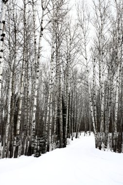 Aspen saskatchewan kışın ağaçlar.