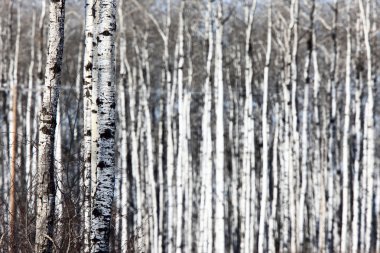 Aspen saskatchewan kışın ağaçlar.