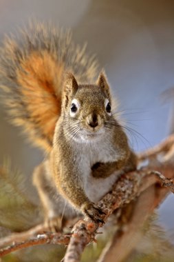 Red Squirrel in Winter Canada clipart