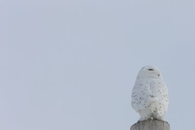 Snowy Owl Canada clipart