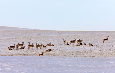 Kışın Whitetail Geyik