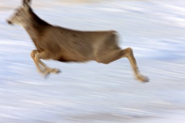 Kışın Whitetail Geyik