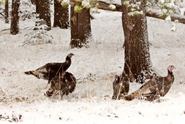 Kışın Wild turkey