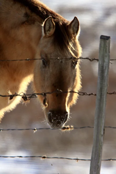 Kışın at — Stok fotoğraf