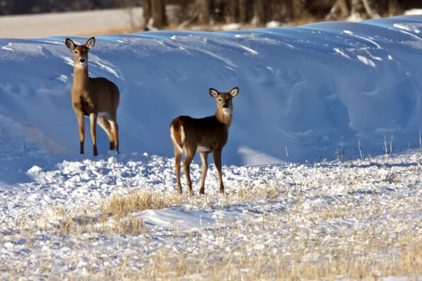 White Tail Deer Winter — Stock Photo, Image