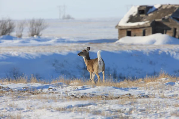 Witte Staart Herten Winter Canada — Stockfoto