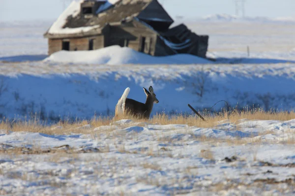 Bílý ocas jelenů v zimě Kanada — Stock fotografie