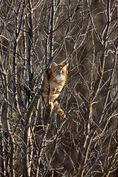 ツリー冬カナダの猫 — ストック写真