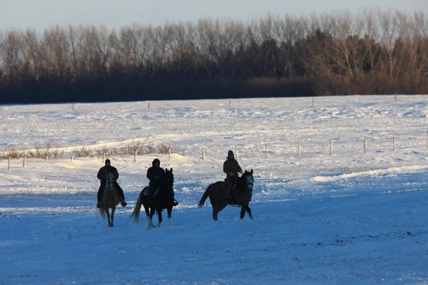 Passeio a cavalo no inverno do Canadá — Fotografia de Stock
