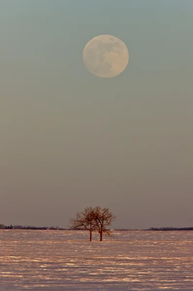满月和树木冬天加拿大 — 图库照片