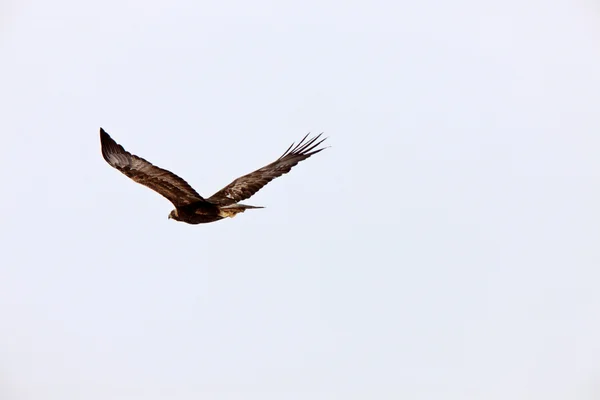 Golden Eagle Vlucht Canada — Stockfoto