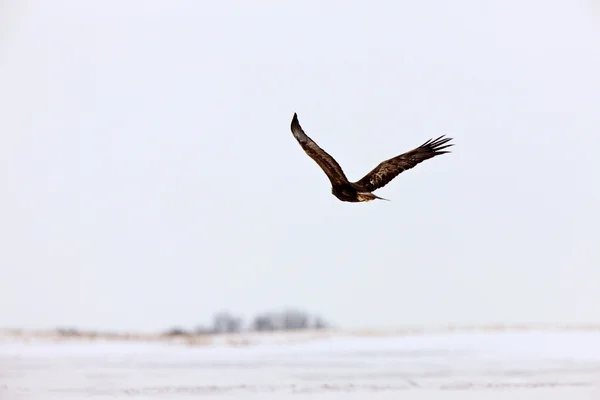 Golden eagle in vlucht canada — Stockfoto