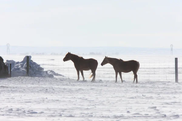 Лошади в зимний шторм — стоковое фото