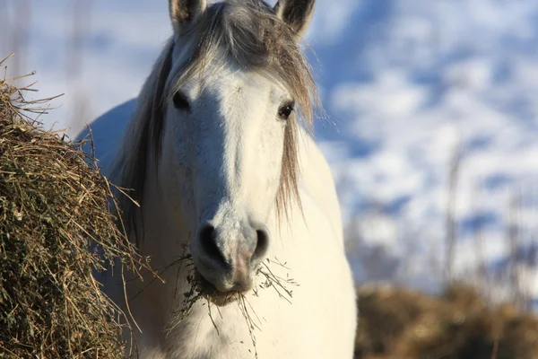 冬の嵐で馬 — ストック写真
