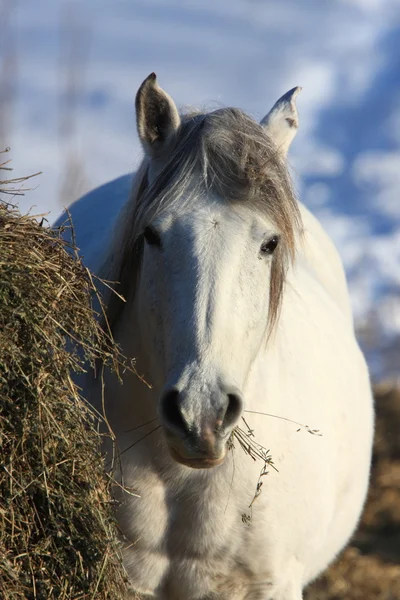 Cavalos na tempestade de inverno — Fotografia de Stock