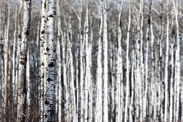 Aspen Stromy Saskatchewan Zimě — Stock fotografie