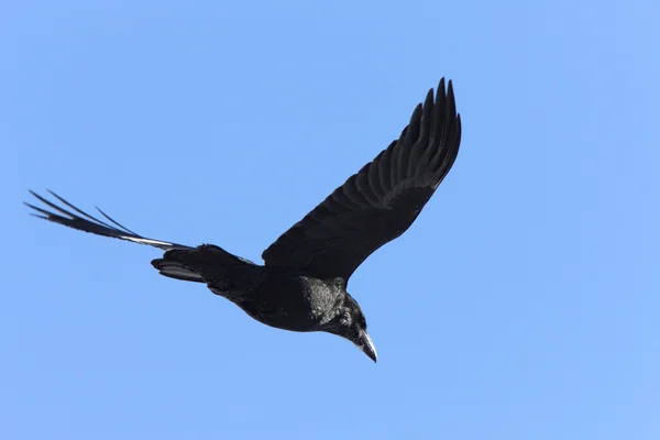 Raven Flight — Stock Photo, Image