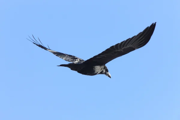 Uçuşta Raven — Stok fotoğraf