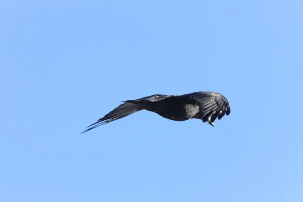 Raven Tijdens Vlucht — Stockfoto