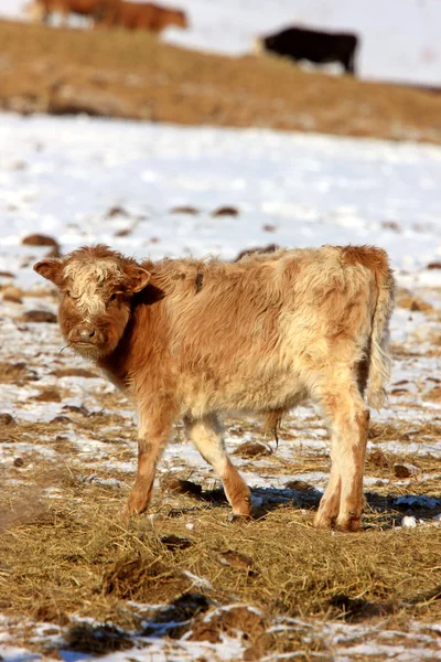 Vaca no inverno do Canadá — Fotografia de Stock