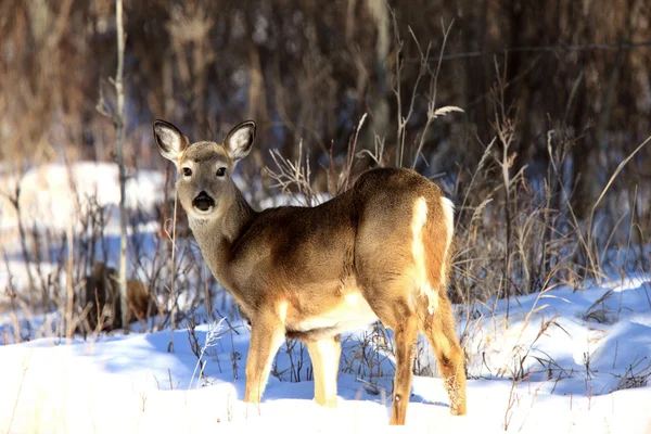 겨울에 whitetail 사슴 — 스톡 사진