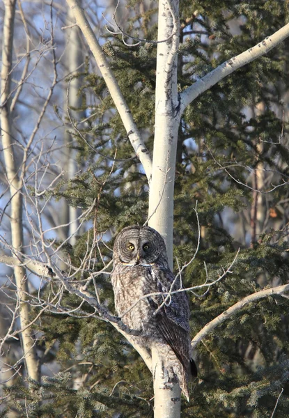 stock image Great Grey Owl in Tree Canada