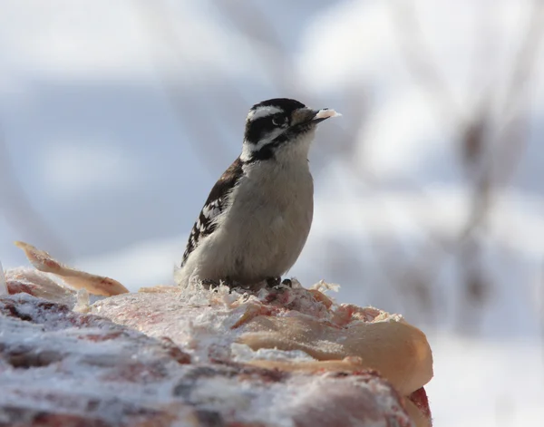 Female Downy Woodpecker Winter — Stock Photo, Image