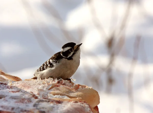 Pájaro carpintero Downey femenino en invierno — Foto de Stock