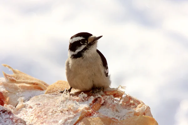 Female Downey Woodpecker in Winter — Stock Photo, Image