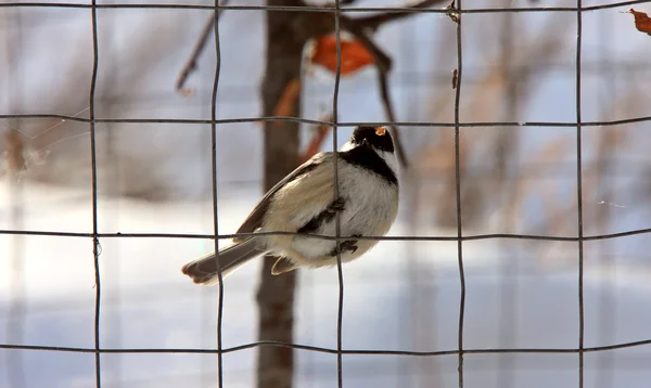 Chickadee Канаді Зимові — стокове фото