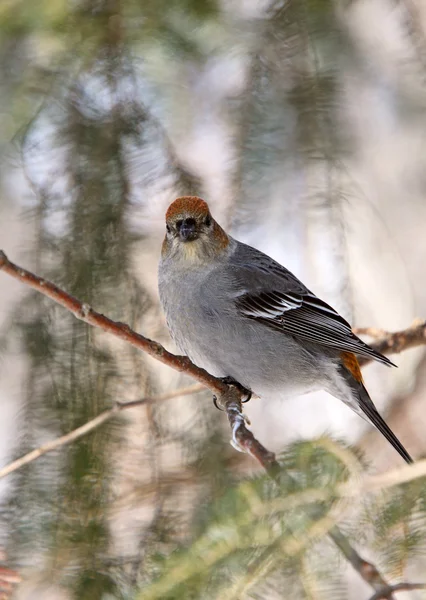 Pine Grosbeak Χειμώνα — Φωτογραφία Αρχείου
