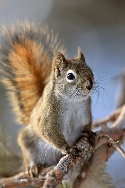 L'écureuil roux en hiver au Canada — Photo
