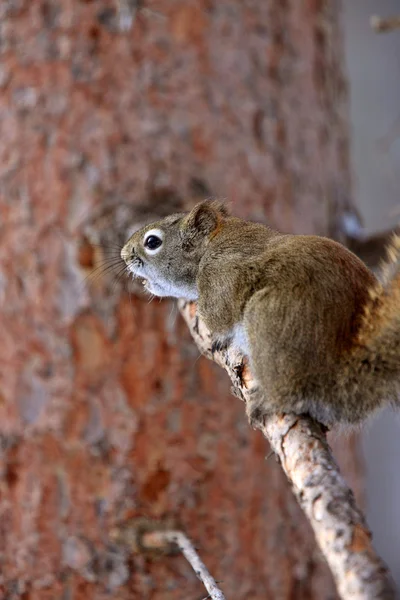 Rode eekhoorn in winter canada — Stockfoto