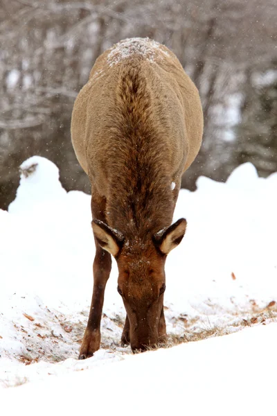 Elk Winter Canada — Stock Photo, Image