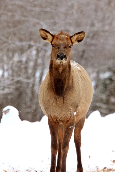 Elch im winterlichen Kanada — Stockfoto