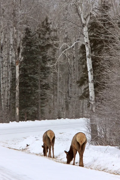 Elanden in winter canada — Stockfoto