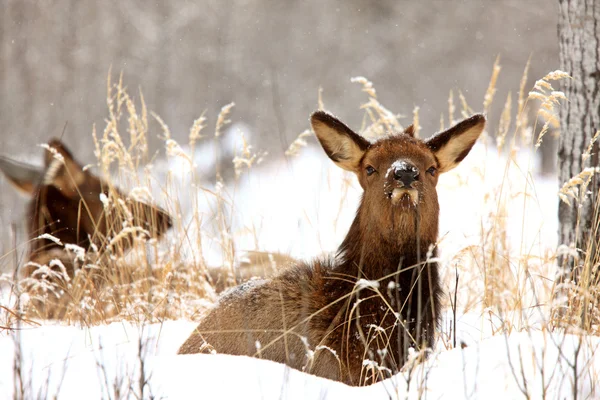 Elk in Winter Canada — Stock Photo, Image