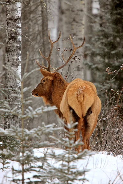 Elanden in winter canada — Stockfoto