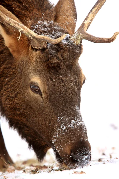 Elk Winter Canada — Stock Photo, Image