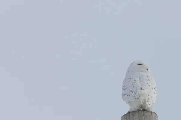 シロフクロウ カナダ — ストック写真