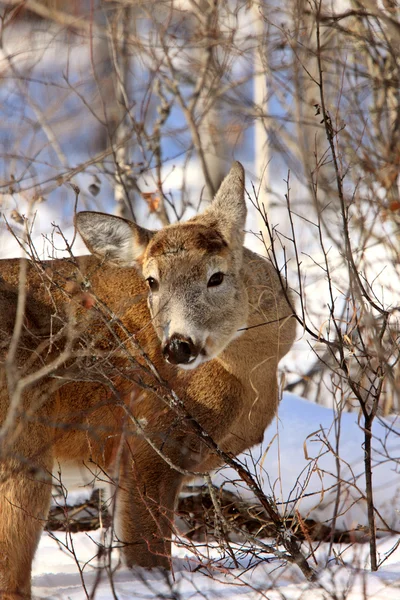 겨울에 whitetail 사슴 — 스톡 사진